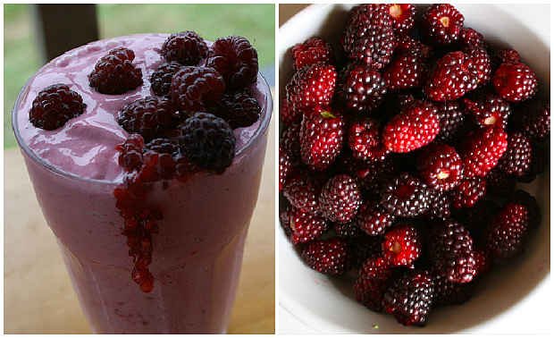 7 beneficios de comer moras que aún no conocias 7 beneficios de comer moras que aún no conocias