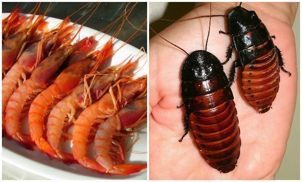 ¡Cuidado! No te alimentes de estos mariscos ¡estás ¡Cuidado! No te alimentes de estos mariscos ¡estás