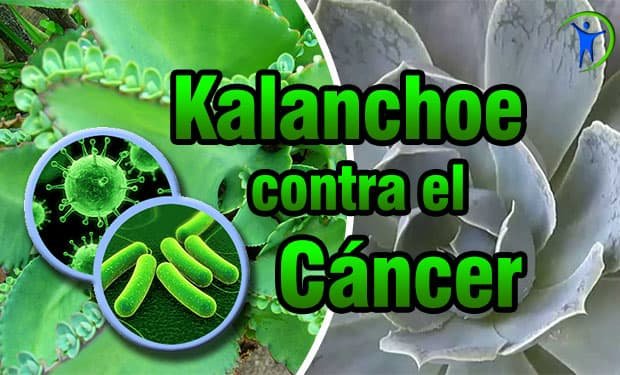 propiedades medicinales del kalanchoe contra el cáncer