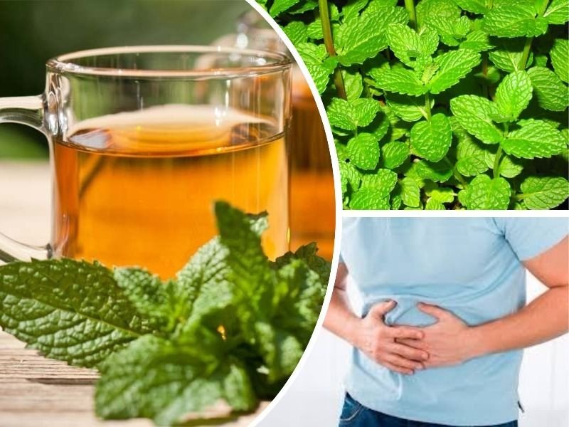 Para que sirve el te de menta | Salud Eficaz Para que sirve el te de menta | Salud Eficaz